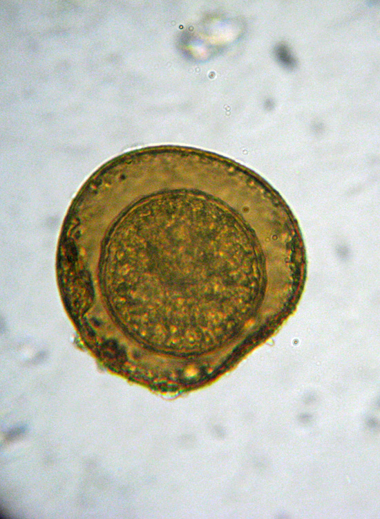 Microscopia (quasi) 